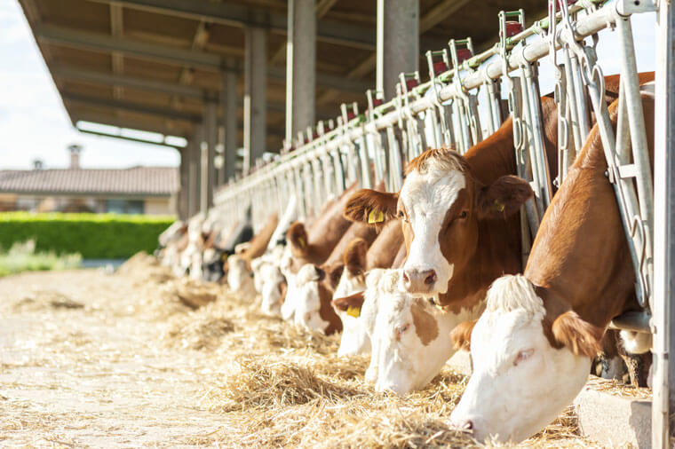 Kühe - Tierarztpraxis Landshut
