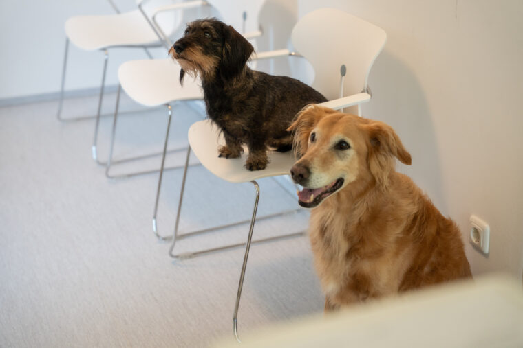 Behandlung eines Hundes in der Tierarztpraxis in Landshut